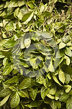 Green leaves for natural indigo dye