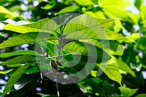 The green leaves are natural, look and feel calm and comfortable