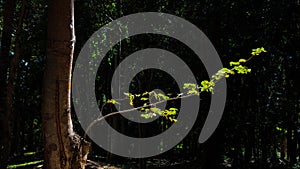 Green leaves in natural sunlight