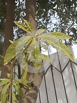 Green leaves with naturaly beautiful dots on it photo