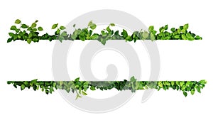 Green leaves nature frame border of devil`s ivy or golden pothos