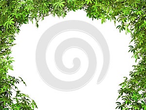 Green leaves nature frame border isolated on white background