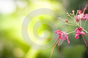 Green leaves in nature with light sunshine on blurred greenery background