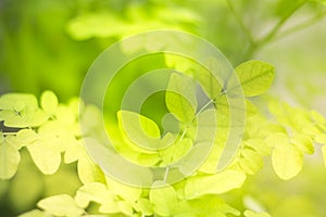 Green leaves in nature with light sunshine on blurred greenery background