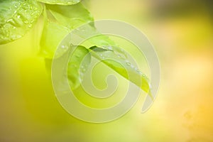 Green leaves in nature with light sunshine on blurred greenery background