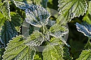 Green leaves of nettle in the first frost, close up. Green leaves of nettle with hoarfrost after the first morning frost