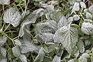 Green leaves of nettles during the first morning frosts