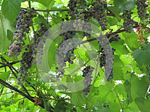 Green leaves. Nice grape. Small branches. Great wallpaper.