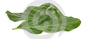 Green leaves of Noni or Morinda Citrifolia  on white background with clipping path Rubiaceae Noni, great morinda, indian