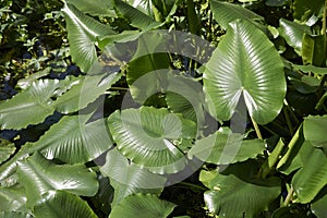 Green leaves of Nuphar advena