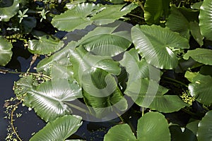 Green leaves of Nuphar advena