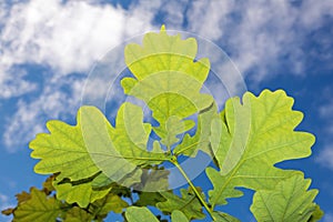 Green leaves oak tree