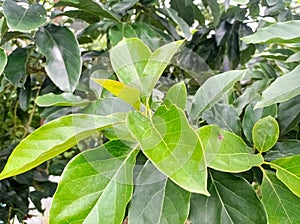The green leaves of the old avocado tree are shiny. It is a single type, the elongated leaf rounded.