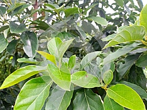 The green leaves of the old avocado tree are shiny. It is a single type, the elongated leaf rounded.