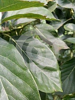 The green leaves of the old avocado tree are shiny. It is a single type, the elongated leaf rounded.