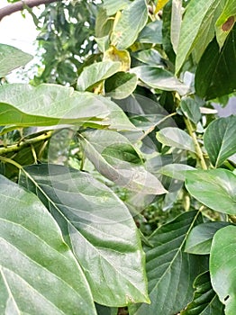 The green leaves of the old avocado tree are shiny. It is a single type, the elongated leaf rounded.