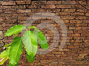 Green leaves on old brick wall background with copy space for text.