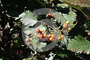 Green leaves and orange berries of Sorbus aria