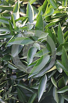 green leaves of orange tree