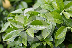 Green leaves of orange tree with raindrops floral pattern