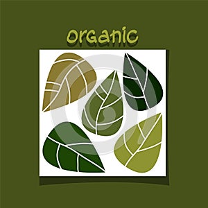 green leaves. organic concept. vector