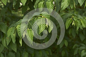 Branch of Ostrya carpinifolia tree photo