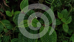 green leaves oval with wave texture