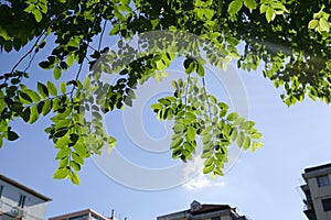 Green leaves over blue skies and white clouds