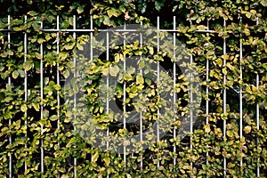 Green leaves over metal fences