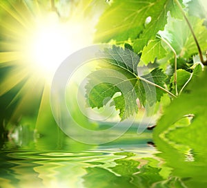 Zelené listy cez voda 