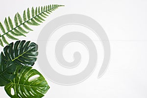 Green leaves over the white wooden background