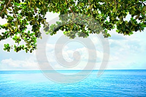 Green leaves from overhanging tree over blue ocean horizon