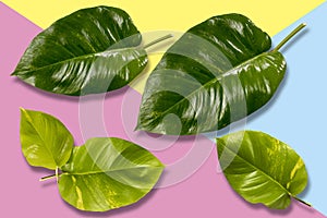 Green leaves on padtel background with fill clipping path