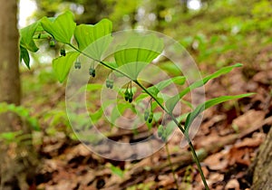 Green leaves and paired flower buds of a smooth Solomon`s seal plant in a spring forest.