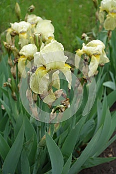 Green leaves and pale yellow flowers of Iris germanica