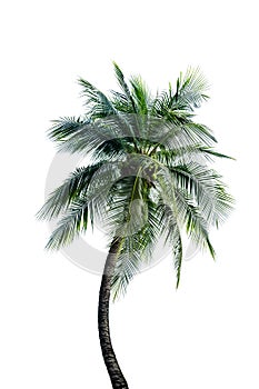 Green Leaves of palm,coconut tree bending isolated on white background