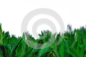 Green leaves of palm isolated on white background. Green leaf for decoration in organic products. Tropical plant. Green exotic