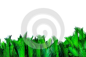 Green leaves of palm isolated on white background. Nypa fruticans Wurmb Nypa, Atap palm, Nipa palm, Mangrove palm. Green leaf fo