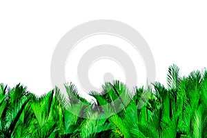 Green leaves of palm isolated on white background. Nypa fruticans Wurmb Nypa, Atap palm, Nipa palm, Mangrove palm. Green leaf