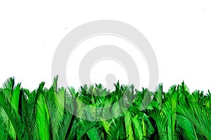 Green leaves of palm isolated on white background. Nypa fruticans Wurmb Nypa, Atap palm, Nipa palm, Mangrove palm. Green leaf