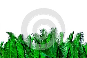 Green leaves of palm isolated on white background. Nypa fruticans Wurmb Nypa, Atap palm, Nipa palm, Mangrove palm. Green leaf