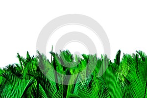 Green leaves of palm isolated on white background. Nypa fruticans Wurmb Nypa, Atap palm, Nipa palm, Mangrove palm. Green leaf