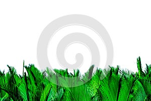 Green leaves of palm isolated on white background. Nypa fruticans Wurmb Nypa, Atap palm, Nipa palm, Mangrove palm. Green leaf