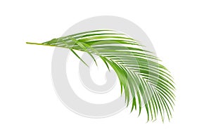 Green leaves of palm tree