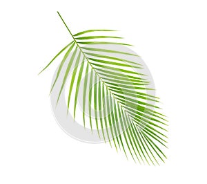 Green leaves of palm tree