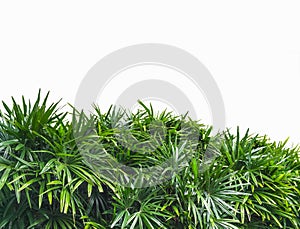 Green leaves of palm tree