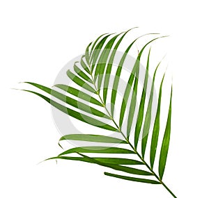 Green leaves of palm tree