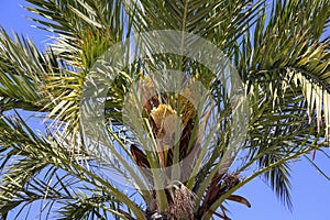 Green leaves of a palm tree against the blue sky