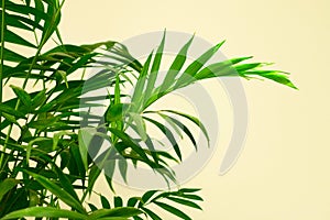 Green leaves of palm tree Hamedorea against the background of a white wall. Copy space.