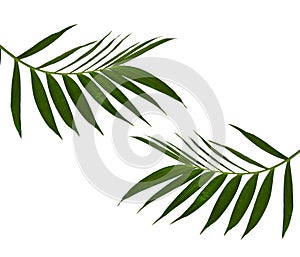 Green leaves of palm tree on white background